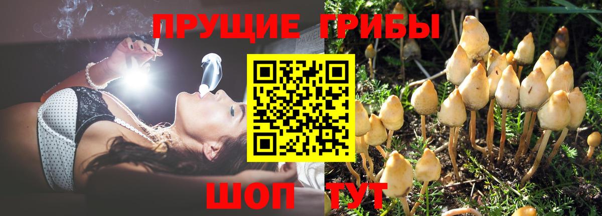 Псилоцибиновые грибы GOLDEN TEACHER Благодарный
